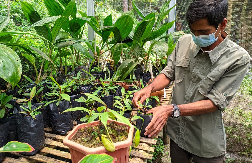 Kantung Semar Endemik Gunung Slamet Mulai Langka, Memperjualbelikan Bisa Kena Pidana