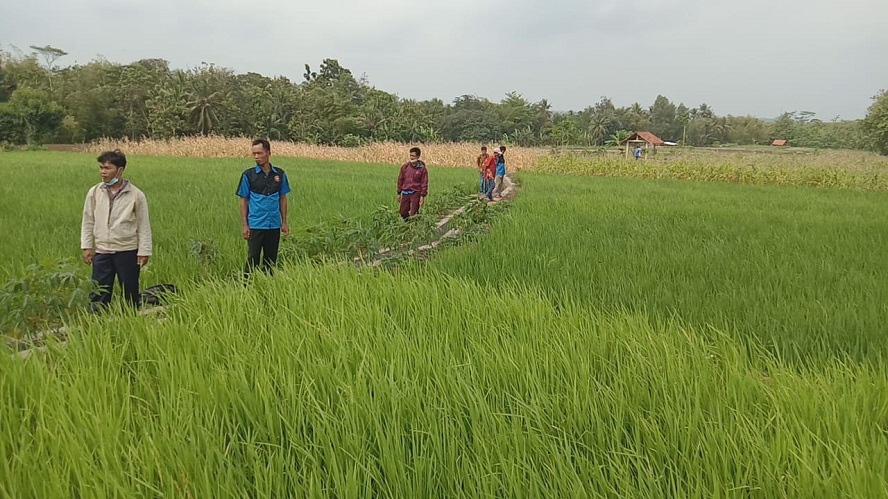 Petani Nekat Tanam Padi Lagi di Desa Dawuhan Banyumas, Pertaruhan di Masa Tanam 3