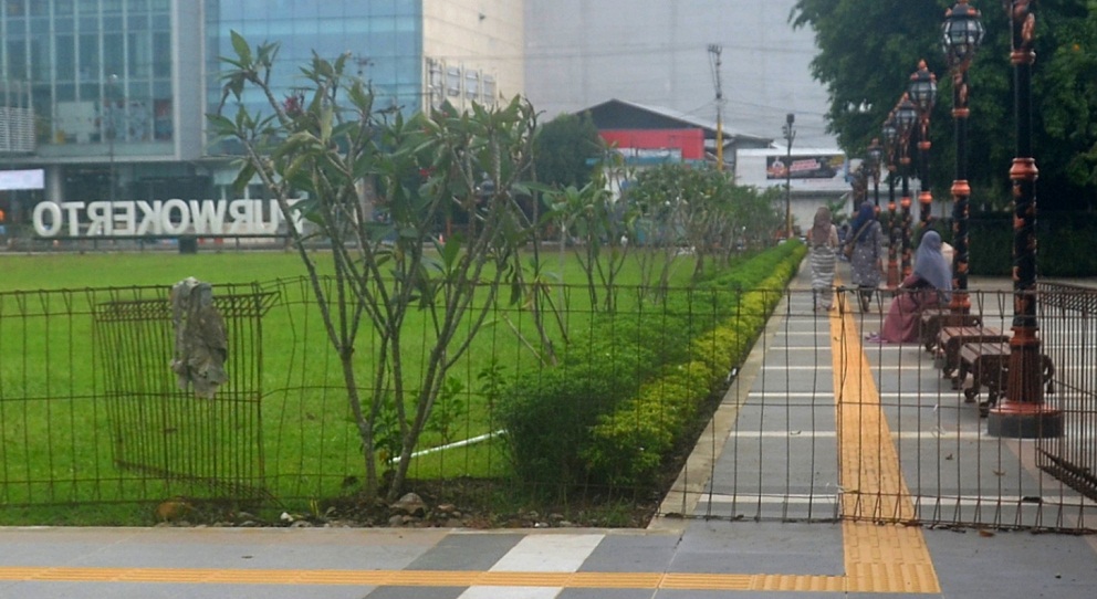 Ada Pohon Kamboja Merah di Alun-alun Purwokerto, Kata DLH Ubah Kesan Mistis Jadi Eksotis