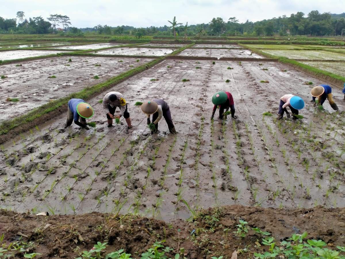 Akibat Keong, Petani Tunda Tanam Padi