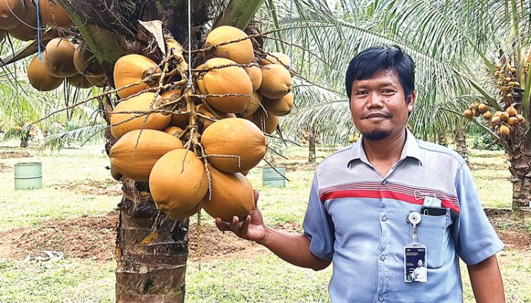 Ke Kebun dan Pusat Pembibitan Terbesar Kelapa Kopyor, Dulu Ditakuti, Sekarang Pesan Bibit pun Harus Inden Dua 