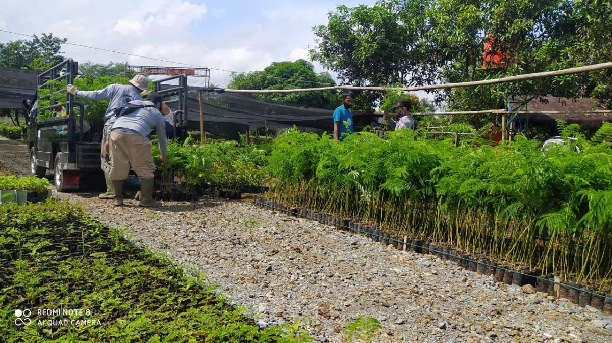 Ratusan Ribu Bibit Tanaman Dibagikan