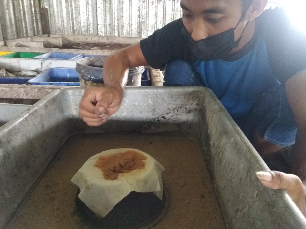 Produksi Telur Magot Tak Sederas Hujan