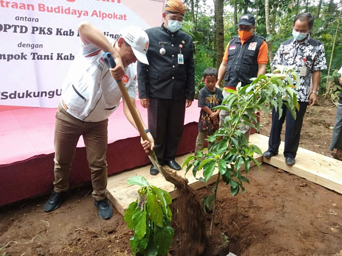 BPJE PKS Siap Wujudkan Purbalingga Jadi Sentra Alpokat