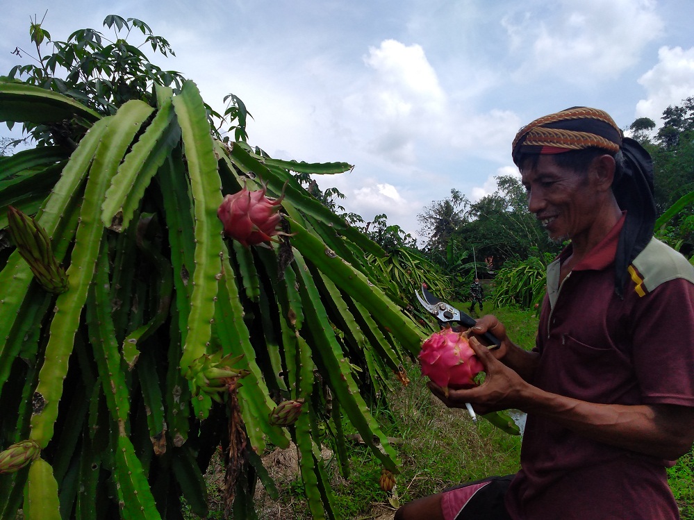 Kebun Buah Naga di Desa Pekunden Potensi Jadi Wisata