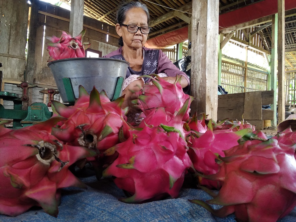 Pengembangan Buah Naga Terkendala Lahan, Peluang Pasar Masih Tinggi