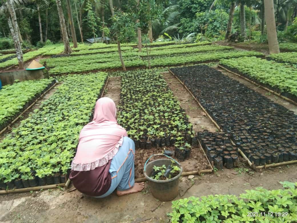 Penjualan Bibit Porang Melejit