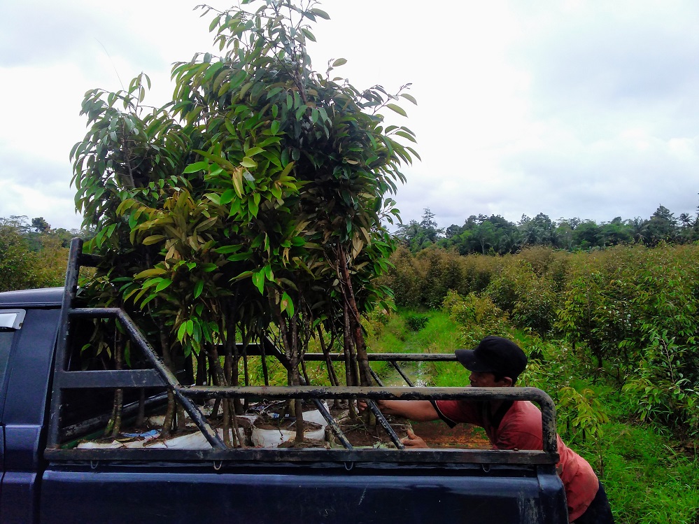 Petani di Kecamatan Kemranjen Kebanjiran Order Bibit Durian