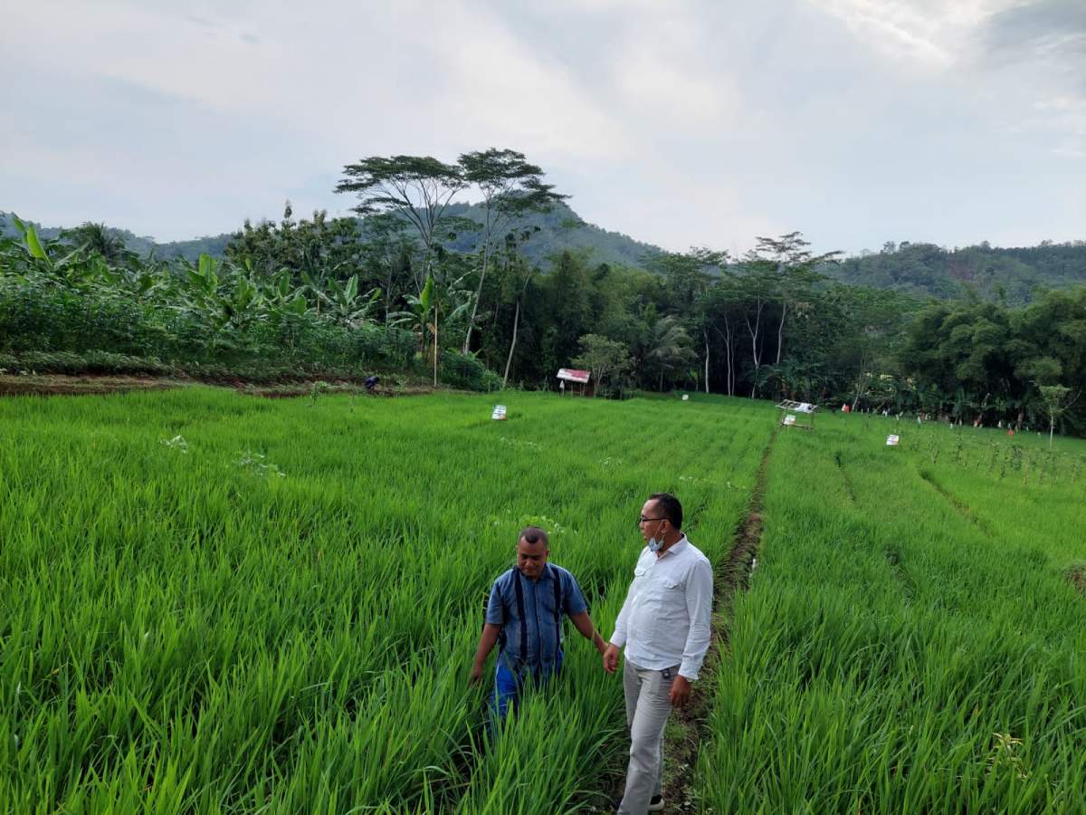 Mrocot, Petani di Notog Antisipasi Serangan Walang Sangit