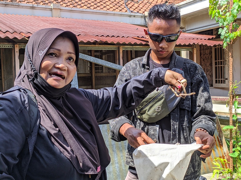 Resahkan Warga, Ular Kobra Panjang 1,5 Meter dan Lima Anakan Ditangkap di Purwokerto