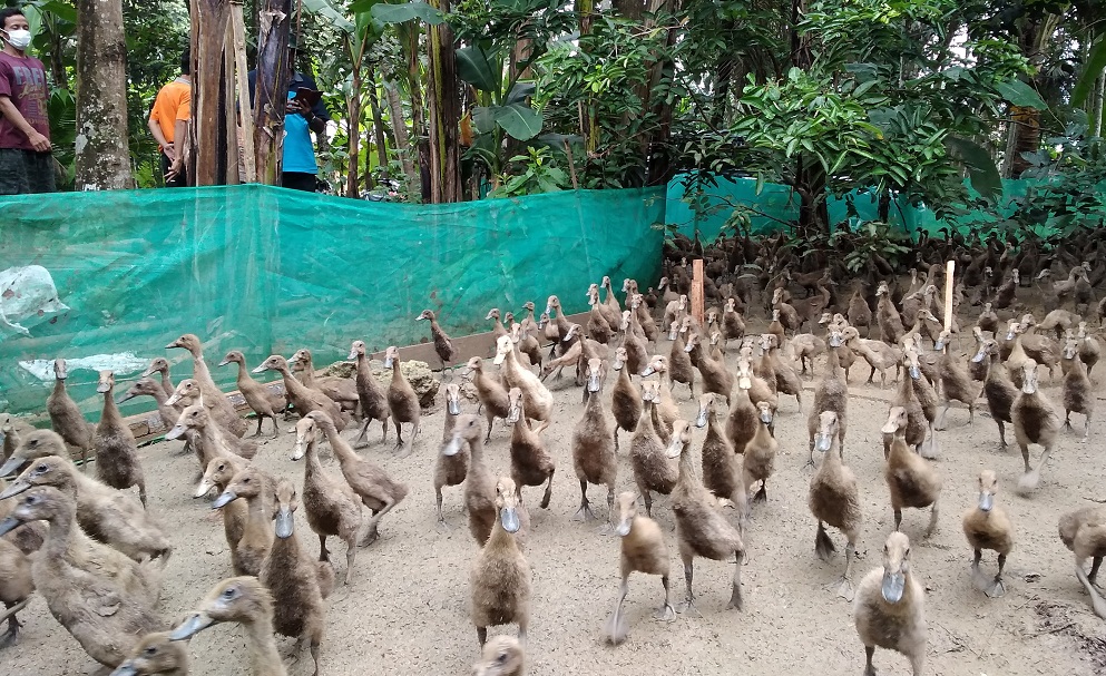 Ribuan Bebek di Nusadadi Sumpiuh Diberi Ramuan Herbal, Ini Sebabnya