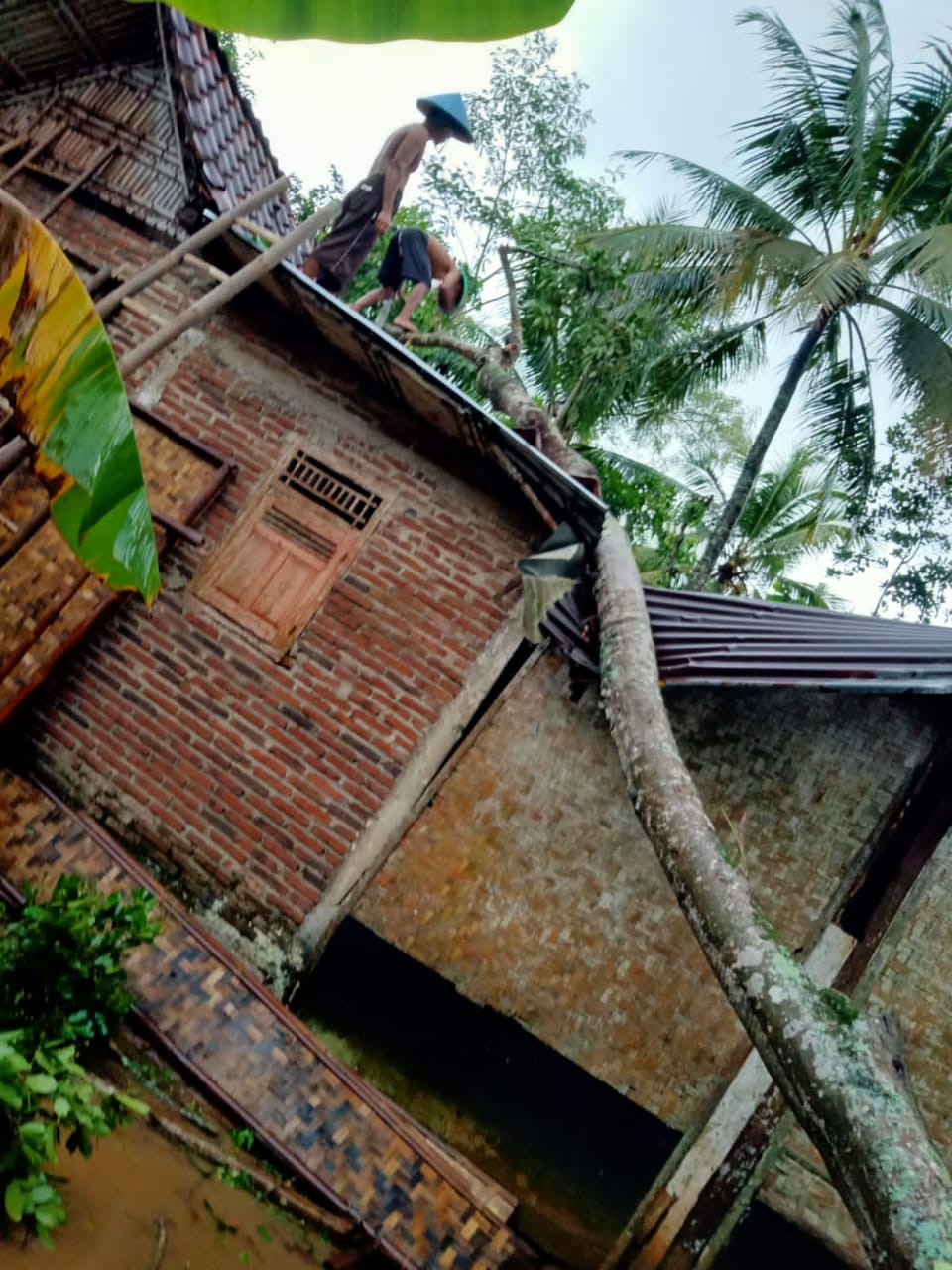 Tiga Rumah Rusak Tertimpa Pohon di Bokol Kemangkon