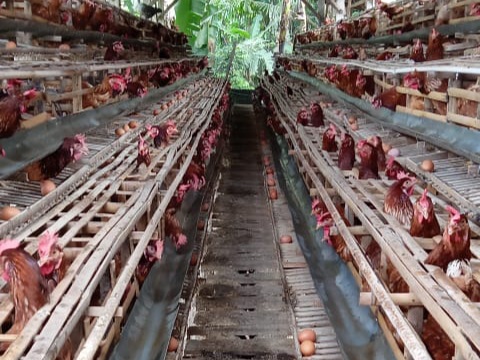 Rapelan Bansos Sembako Picu Lonjakan Harga Telur di Banyumas