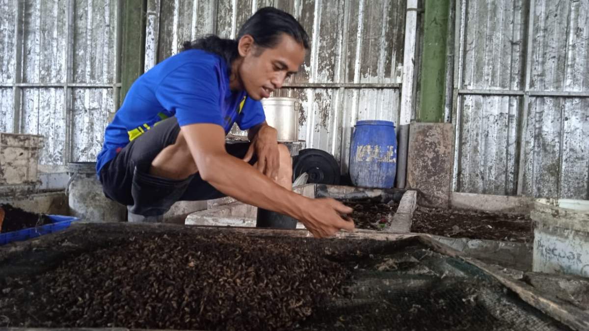 Masih Manual, Panen Magot di TPST Sumpiuh Lamban, Sehari Dua Kuintal Magot