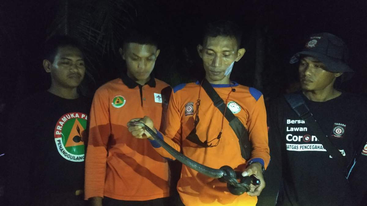 Musim Hujan, Awas Teror Ular Kobra! Indukan, dan Dua Anakan Ditangkap di Rawalo