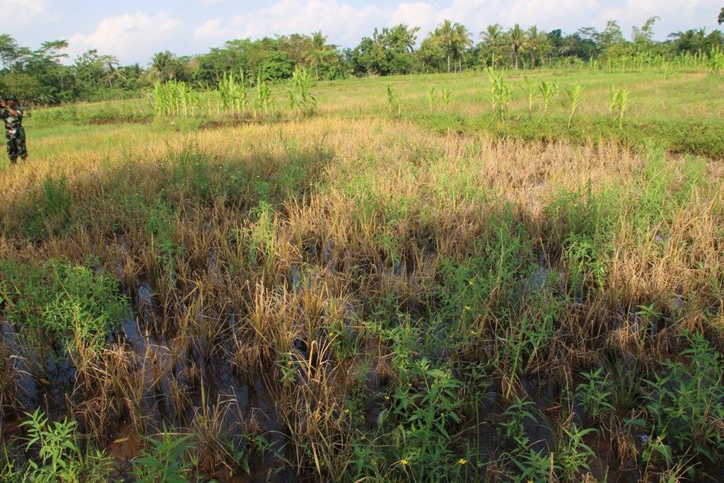 Petani Bisa Klaim Ganti Rugi Puso Hingga Rp 6 juta