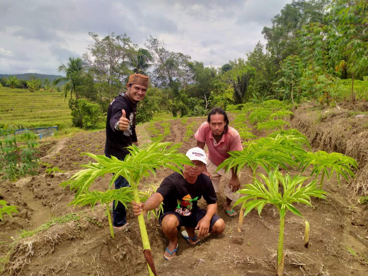 Bisnis Lesu, Petani Porang Harus Paham Musim