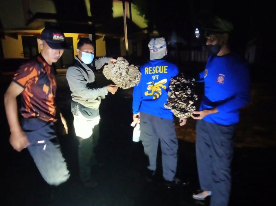 OTT Tagana Banyumas, Eksekusi Tawon Vespa Tak Sampai Lima Menit