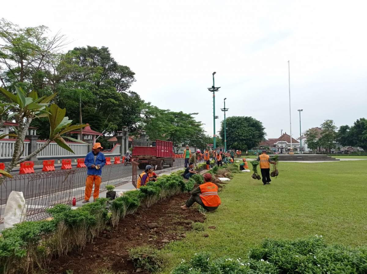 Tambah Kesan Estetik, 3.000 Melati Bali Ditanam di Pedestrian Alun-Alun Purwokerto