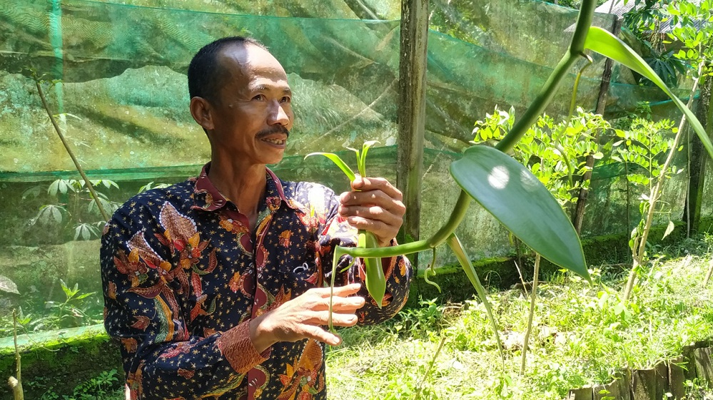 Melihat Potensi Usaha Budi Daya Vanili, Harga Mahal, bak Mendulang Emas Hijau di Menoreh