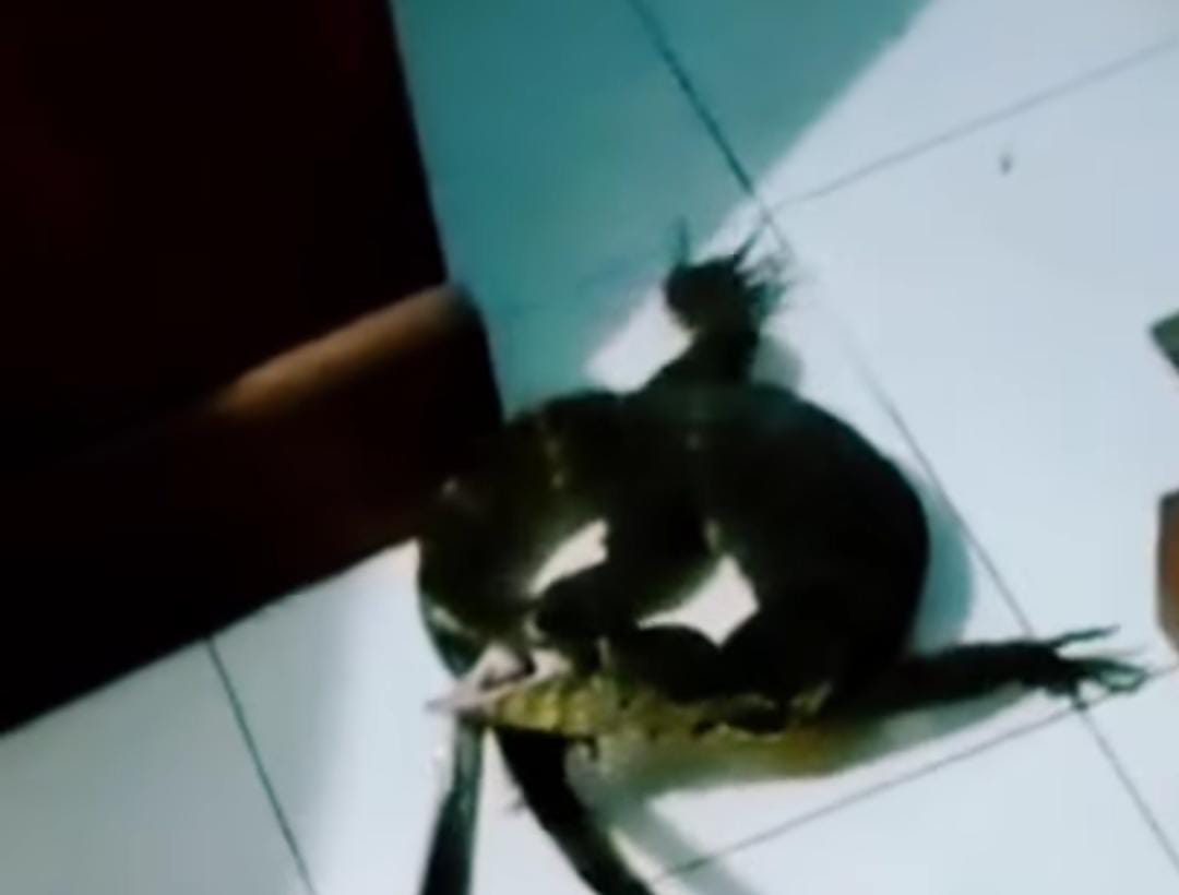 Bikin Kaget, Biawak Masuk Kerumah Warga, Diamankan Damkar Banyumas