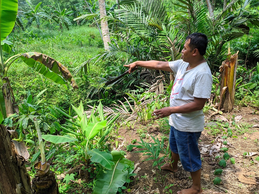Macan Melompat Parit, Dilempar Batu, Mengaum Keras Banget, Ini Kesaksian Warga Windunegara Wangon
