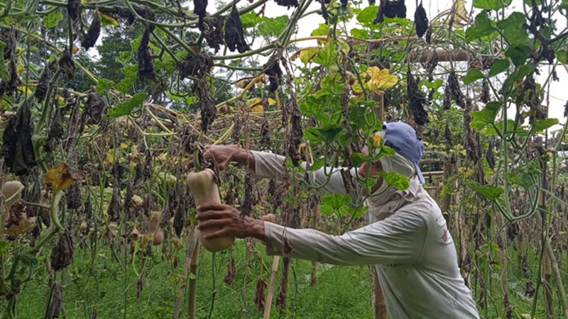 Petani Milenial Sebut Labu Madu Menjanjikan di Pasaran, Kok Bisa?