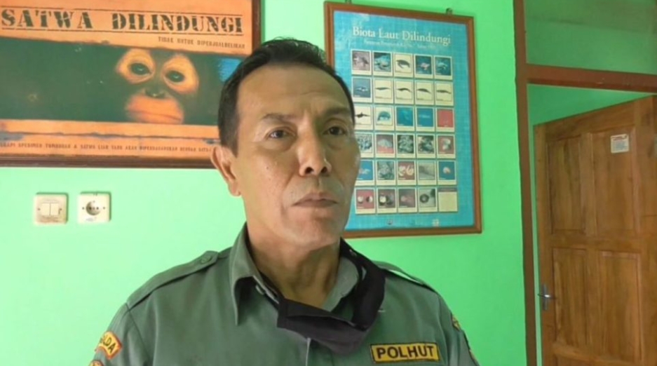 Kabar Kemunculan Macan di Windunegara, Ini Kata BKSDA