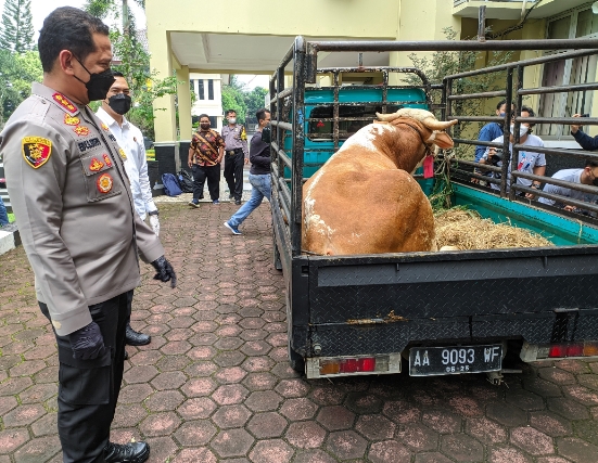 Sapinya Gede Banget, Pelaku Pencurian Sapi Residivis Lintas Provinsi