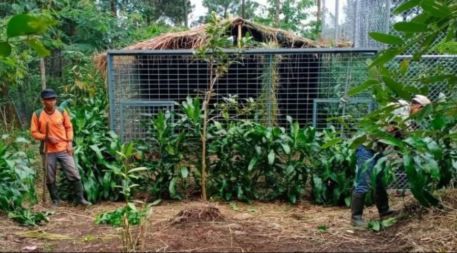 Gunung Ciremai Tambah Macan Tutul, Slamet Ramadhan Kini Dijodohkan