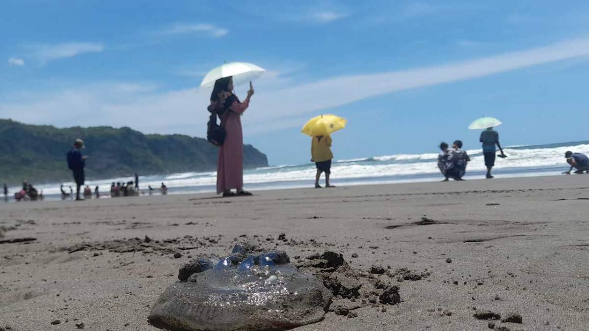 Awas Hati-hati Wisatawan! Ubur-Ubur di Pantai Parangtritis Nyalahi Adat, Menepi di Luar Musim Dingin