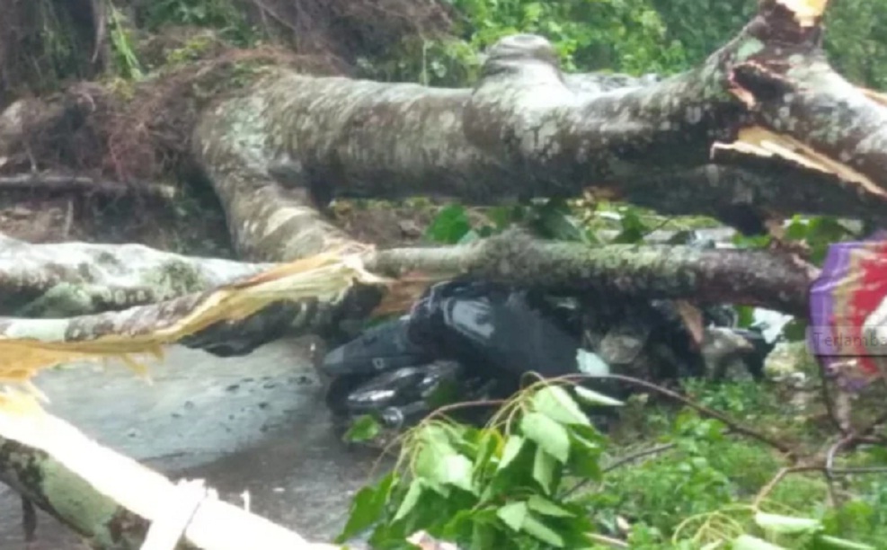 Tragis, Pelajar Tewas Tertimpa Pohon Tumbang