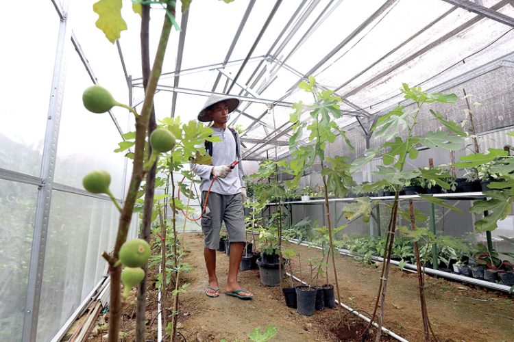 Butuh Perlakuan Khusus, Ini Cara Merawat Tin Agar Mudah Berbuah dan Peluangnya
