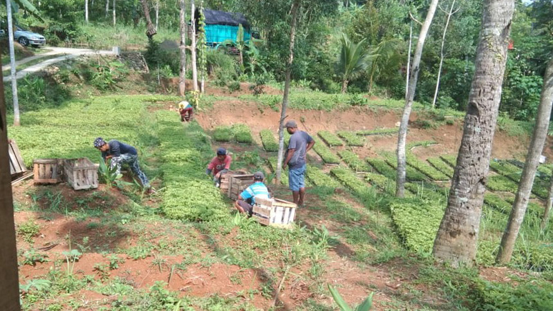 Peminat Bibit Porang Mulai Berkurang