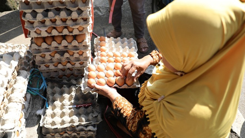 Harga Telur Ayam Bisa Turun Pekan Ini