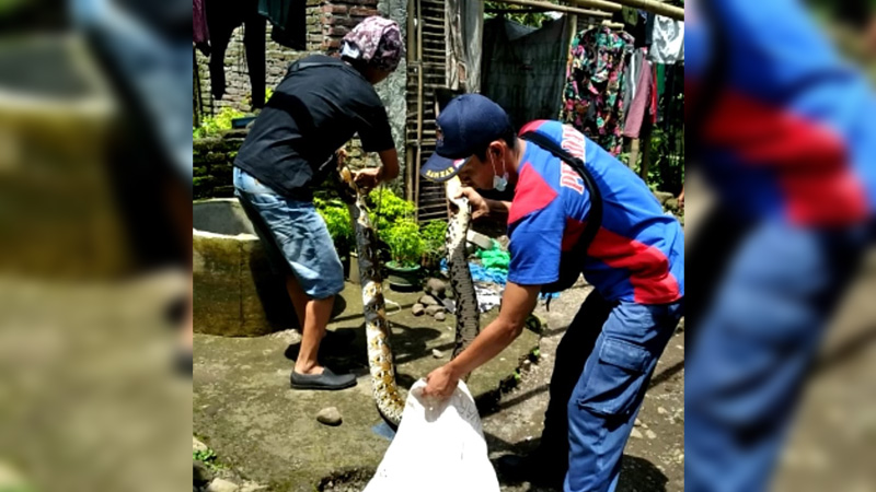 Banyak Ular Masuk Rumah, Dalam Satu Minggu Pemadam Kebakaran Banyumas Sudah Evakuasi 3 Ular, Satu Ular Sanca S