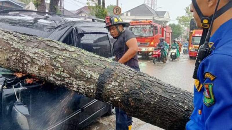 Hujan Lebat, Pohon Tumbang Timpa Mobil yang Sedang Melintas
