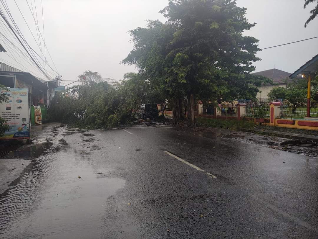 Lagi, Pohon Besar Tumbang di Depan Jalan Letjen Pol Sumarto Tutup Seluruh Badan Jalan