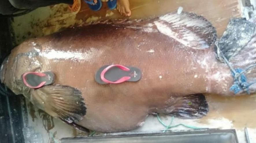 Dipanah di Sela-sela Karang, Ikan Kerapu Raksasa 270 Kg Ditangkap