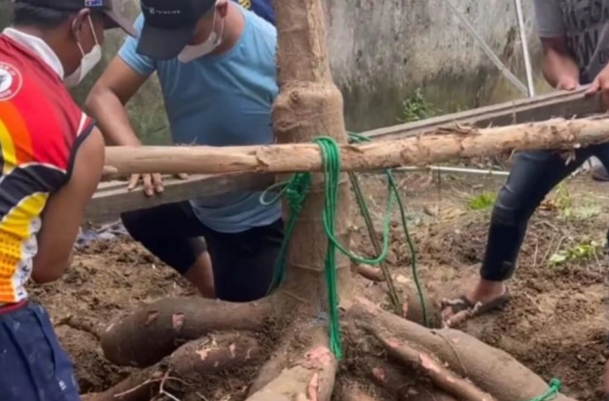 Wow, Singkong Raksasa Dipanen Lima Orang, Berat Ratusan Kilogram