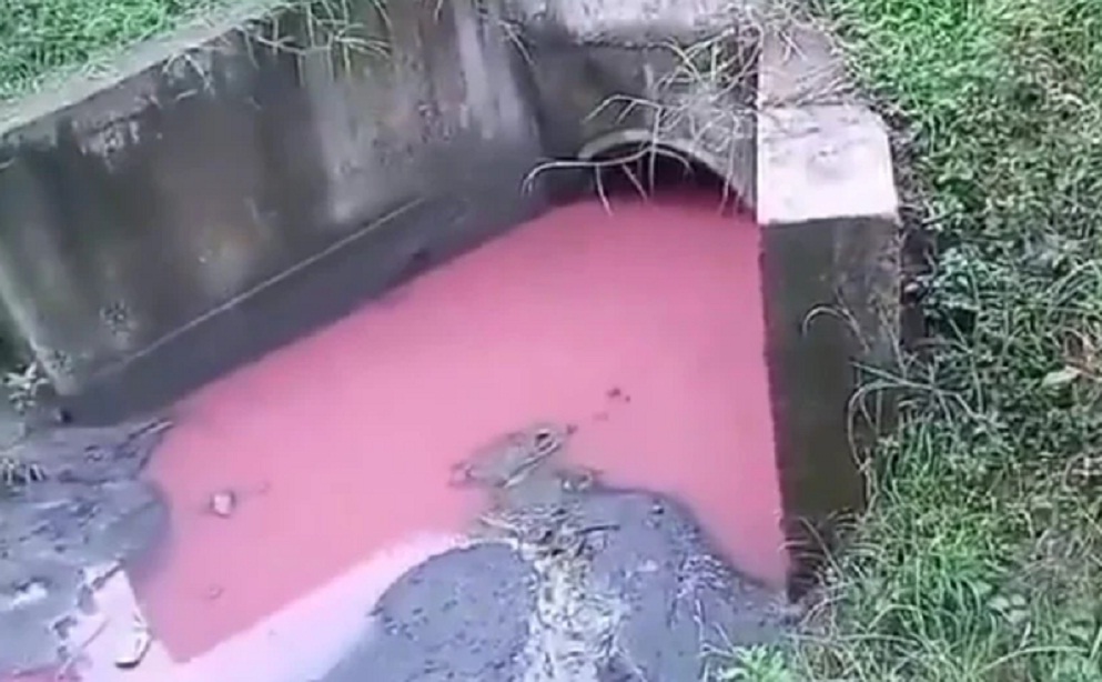 Diunggah, Viral Air di Gorong-Gorong Tercemar, Padi dan Ternak Ikan Warga Mati