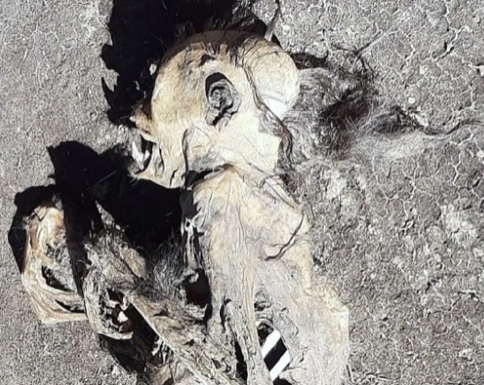 Jasad Surili Ditemukan di Gunung Ciremai, Sudah Jadi Kerangka, Makhluk Apakah Itu?