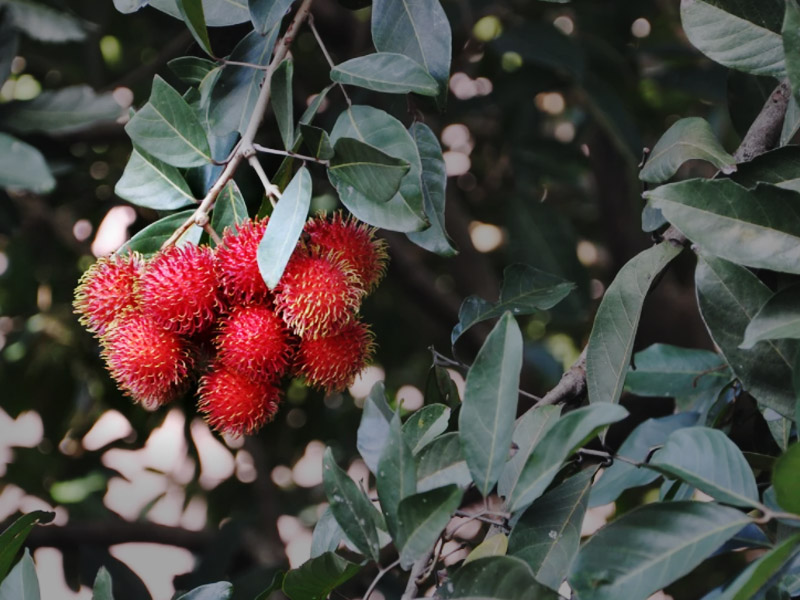 Sobat Harus Tahu!, Manfaat Rambutan Bagi Kesehatan