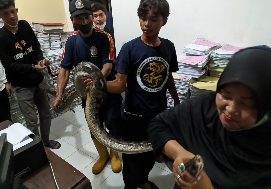 Mengerikan! Ular Piton dan Kobra Jawa Bikin Geger Kantor BPN Banyumas, Panjang 4 Meter