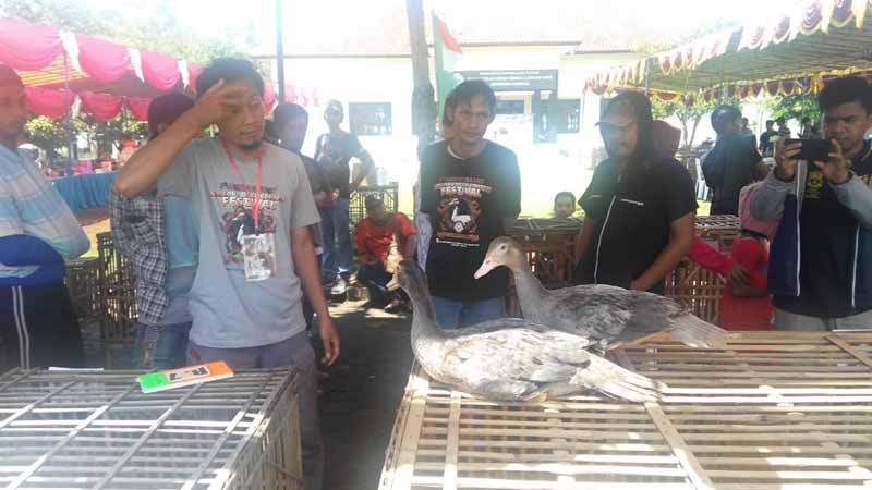 Saat 200 Entok dari 20 Daerah Beradu Cantik di Muscovy Duck Contest Festival