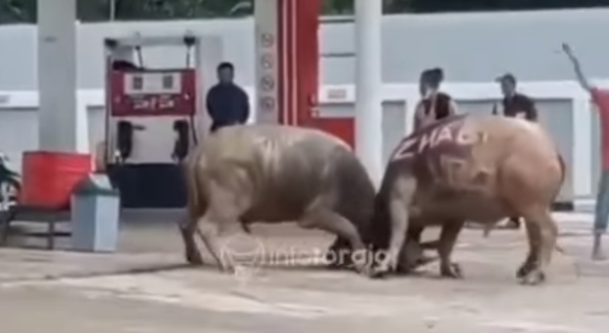 Video Viral Dua Kerbau Beradu Tanduk di SPBU di Toraja Utara