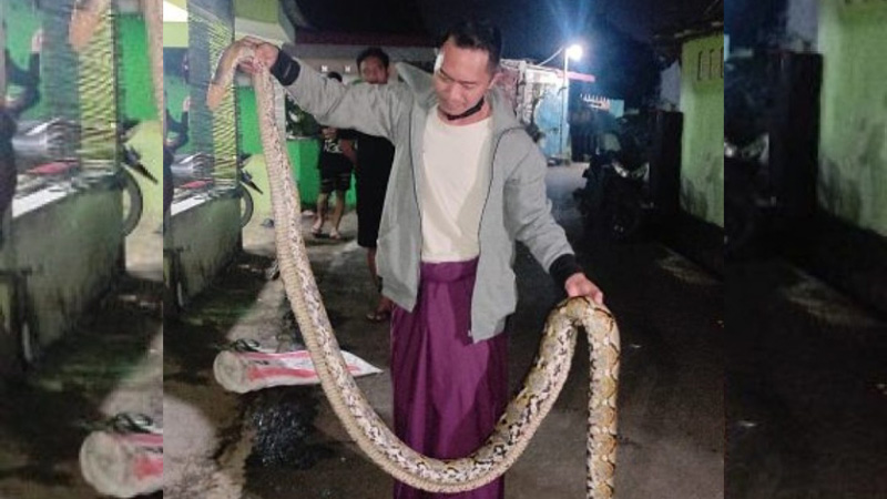 Ular Sanca Sepanjang 3,6 Meter Ditangkap Warga Saat Sedang Memakan Ayam Peliharaan