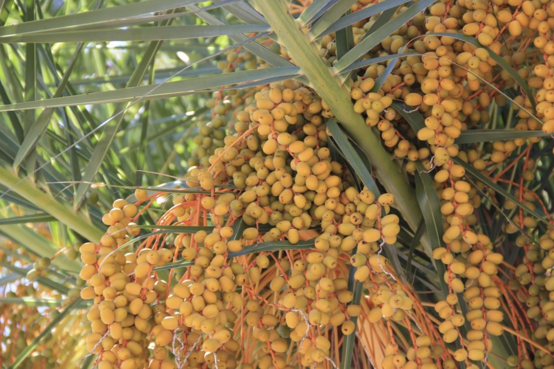 Ini Sob!, Kurma Paling Mahal di Dunia