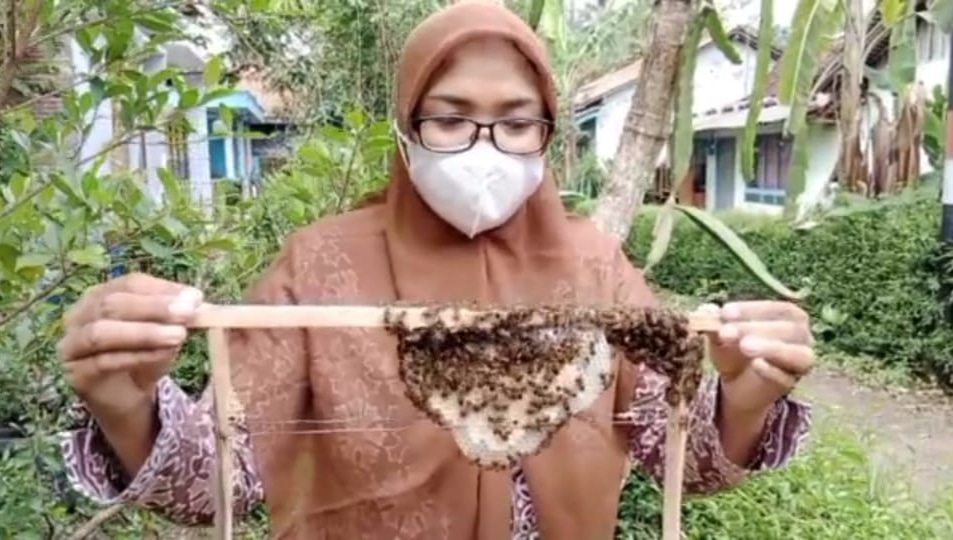 Manfaatkan Peluang Bisnis, Bidan Lakukan Budidaya Lebah Madu