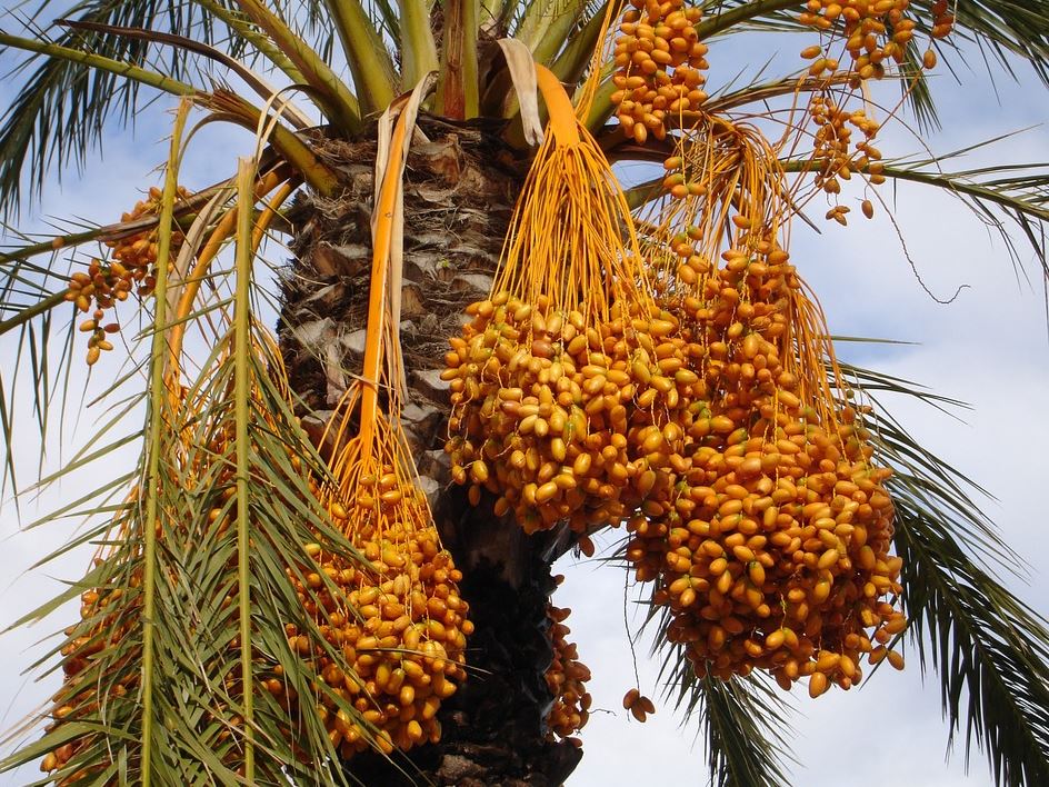 Jarang Diketahui, Ini Sob Manfaat Buah Kurma